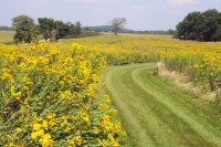 Dorothy Carnes Park Prairie Trail