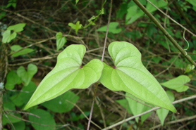 Photo of Chinese yam