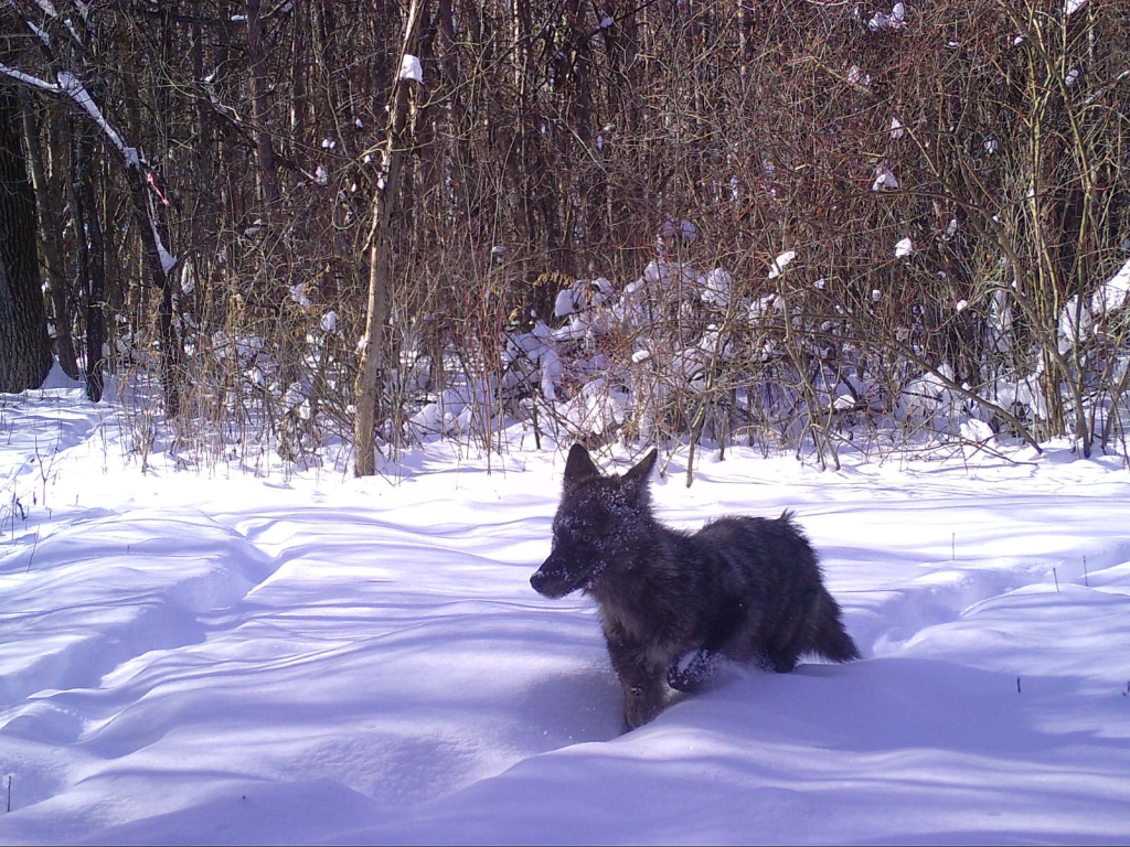 Young coyote moving through the snow