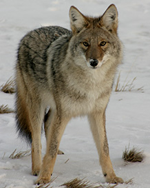 Coyote