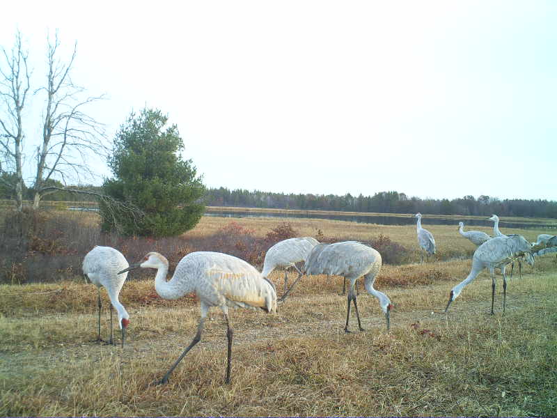 Congregation of Sandhill Cranes in Jackson County