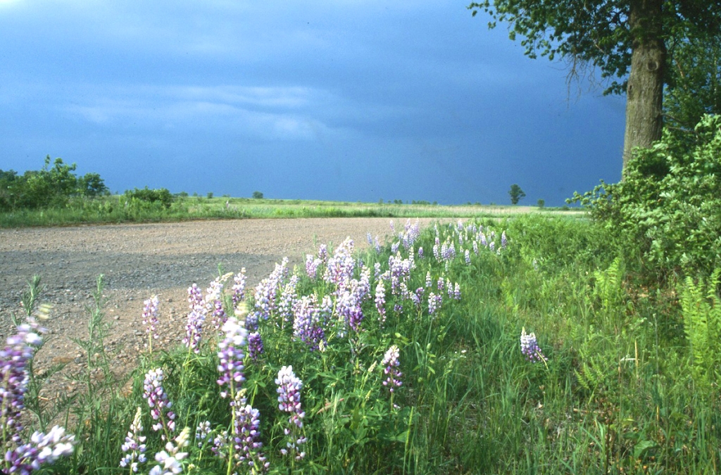 A view of Crex Meadows