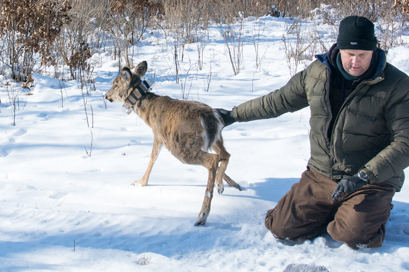 Releasing a deer