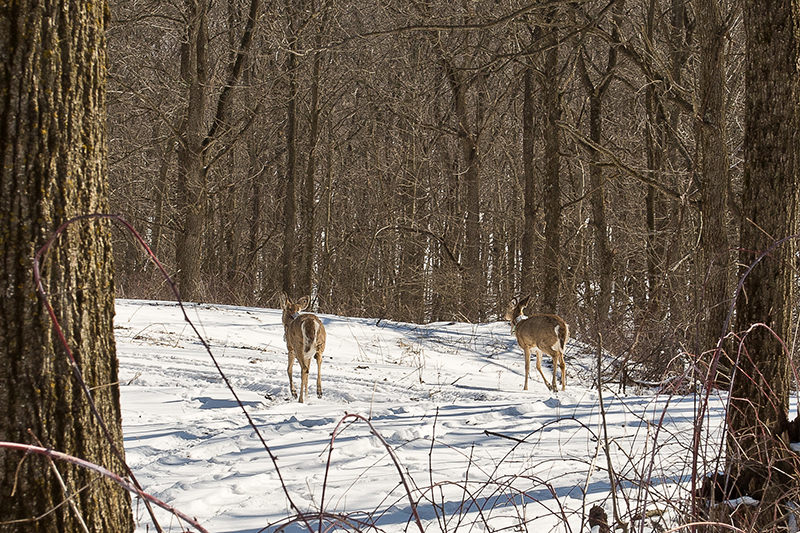 Deer in distance