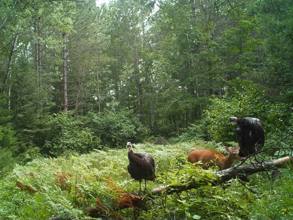 A doe walking by two turkeys 