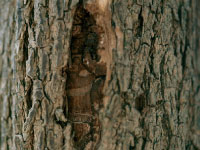 An ash tree with a large crack in its trunk.