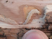 A small emerald ash borer larva on a tree.