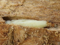 An emerald ash borer pupa inside a tree.