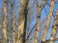 Ash trees with patches of bark missing.