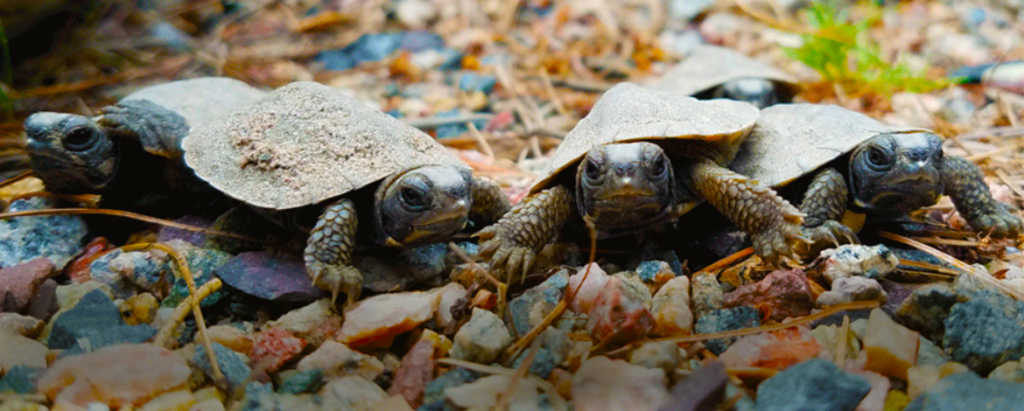 Map Turtles