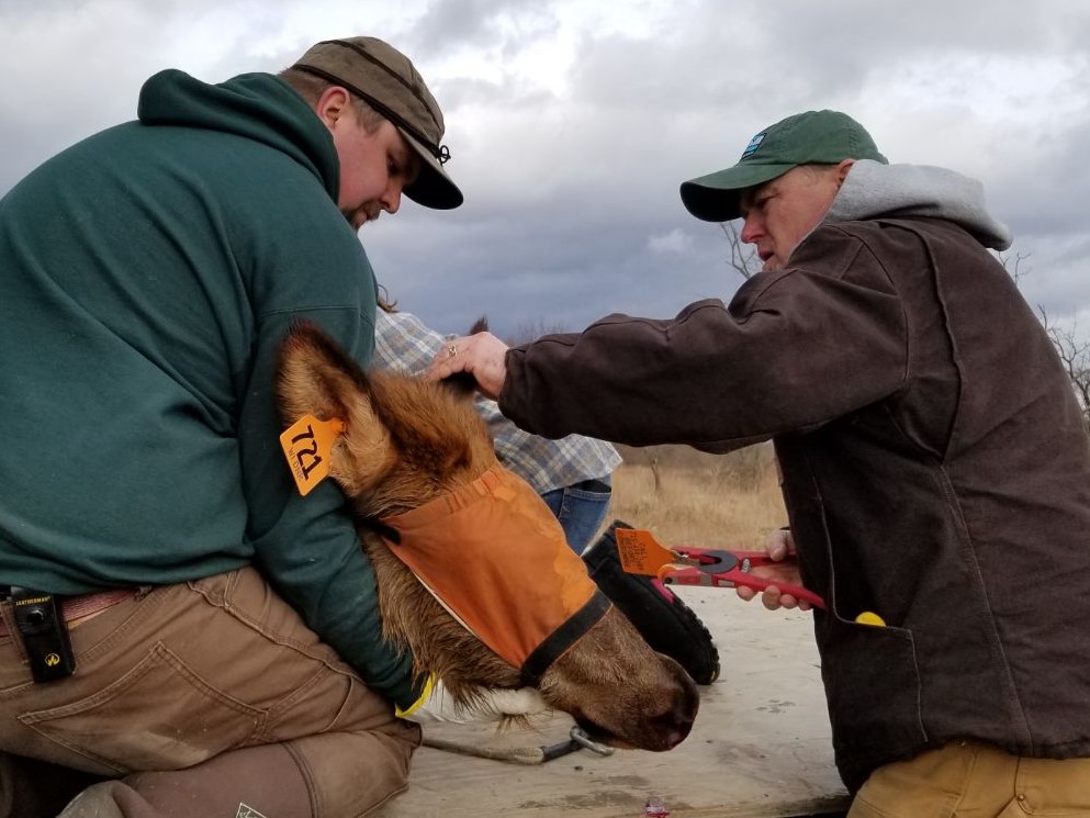 ear tagging elk