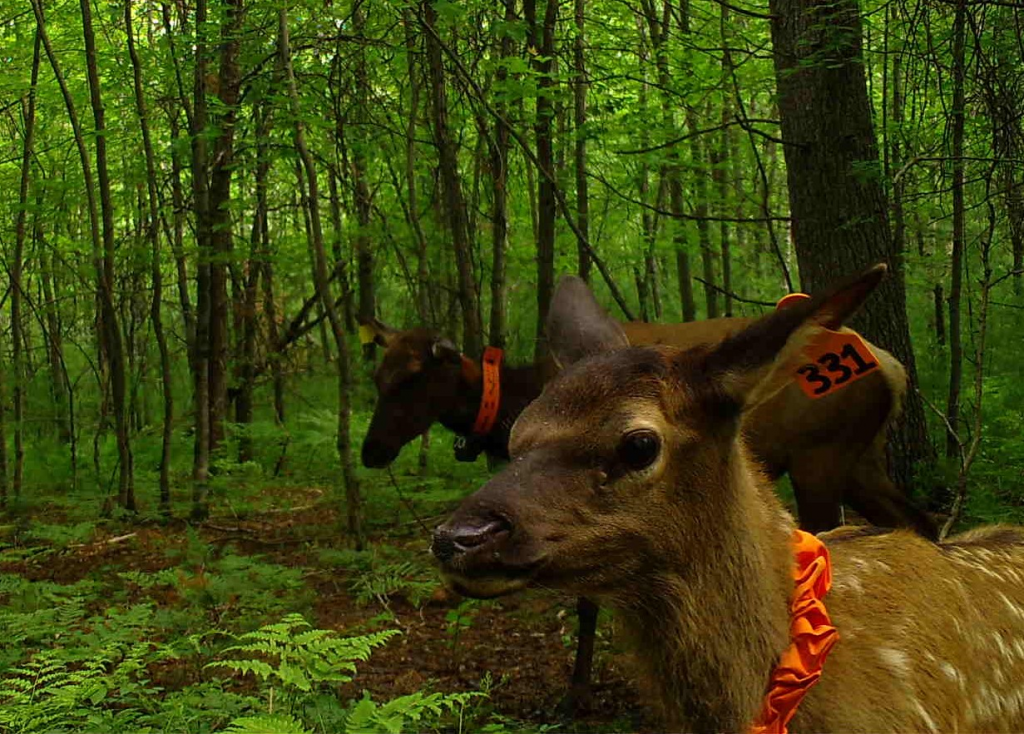 Elk calf selfie from Jackson County