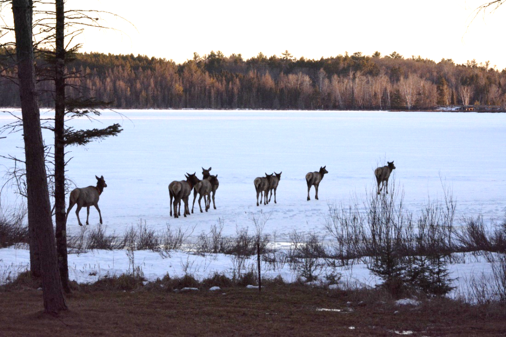 Elk out on the snow