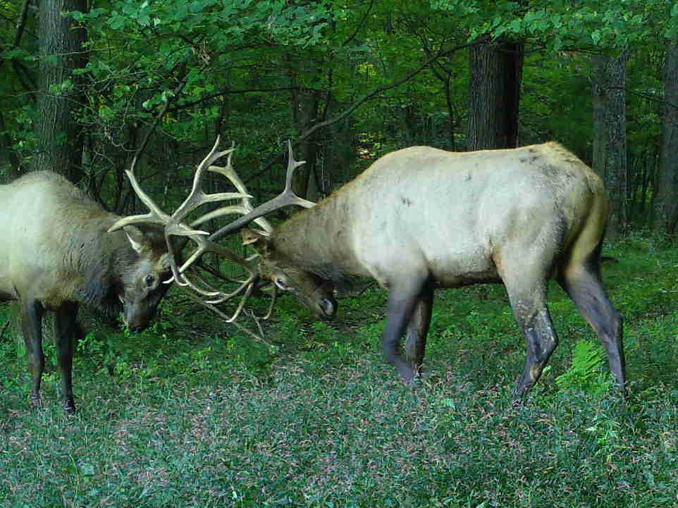 Sparring bucks