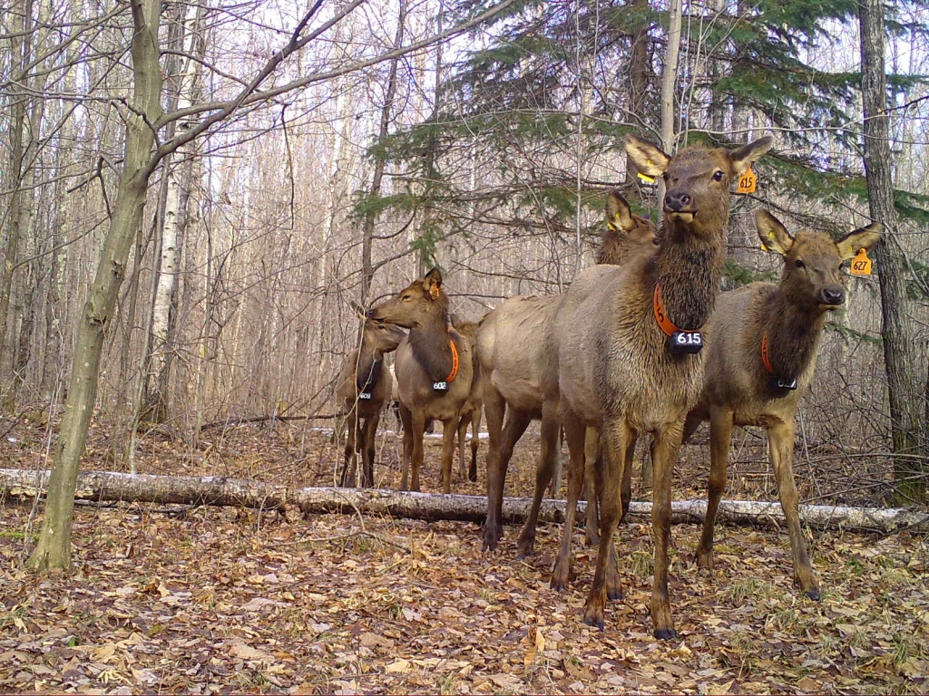 A pack of collared elk passing over a fallen log