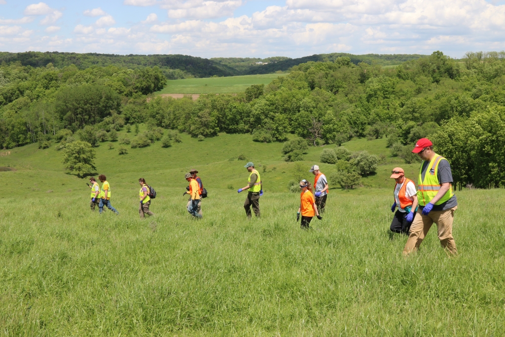 Volunteers walking through a field, looking for fawns