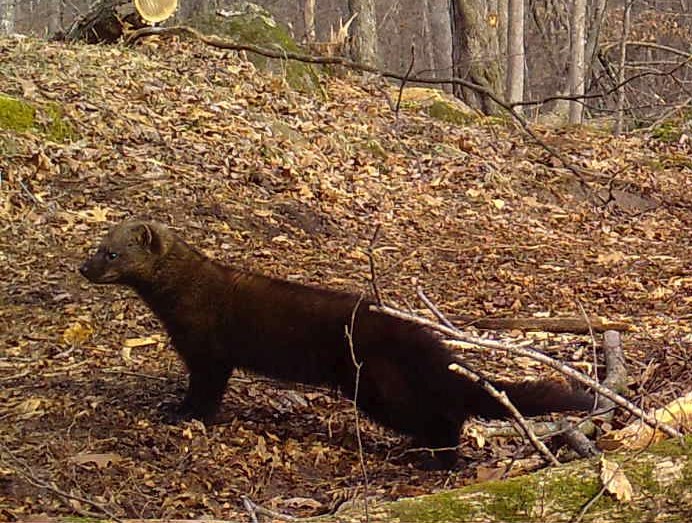 Wisconsin Fisher