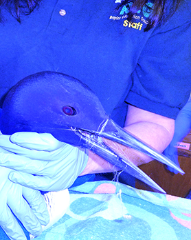 Loon tangled in fishing line.