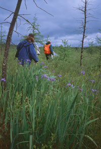 Inventory at the Flambeau River State Forest