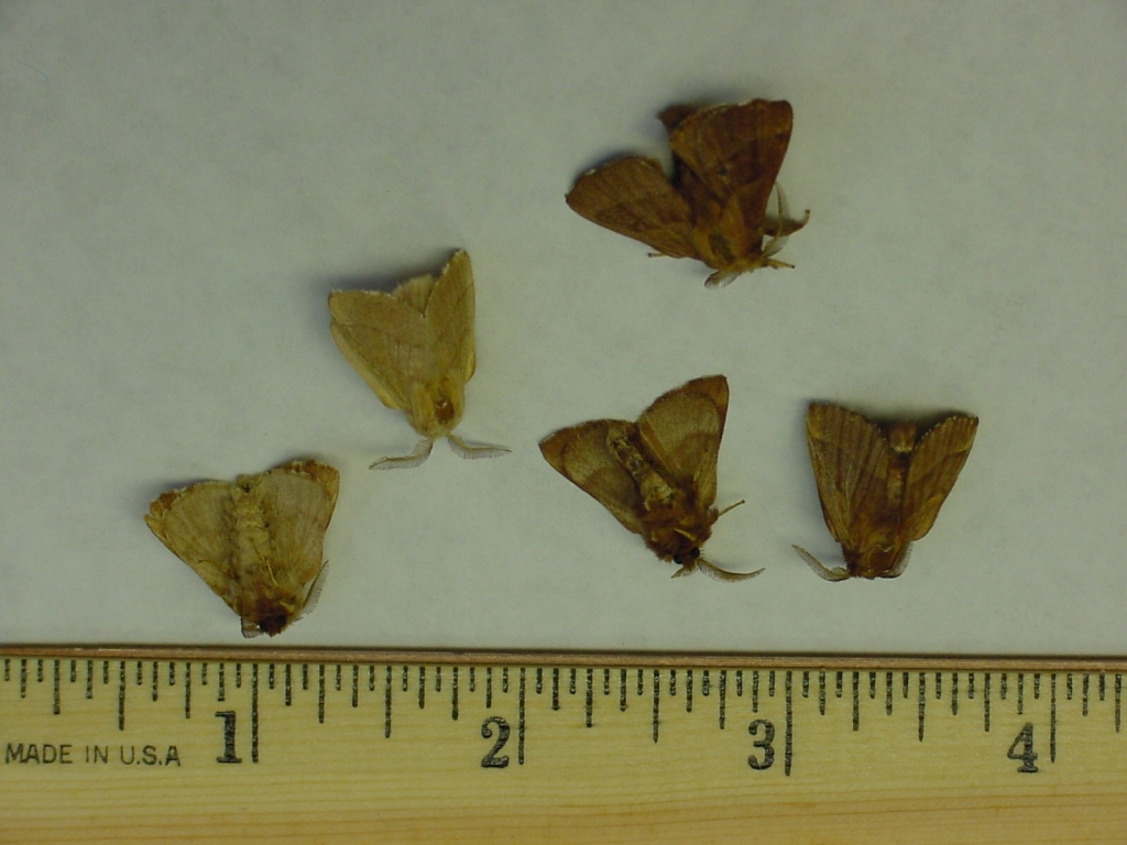 Forest tent caterpillar moth adults, shown with a ruler for scale. 