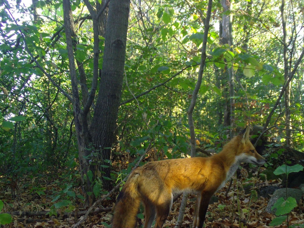 Red fox posing for a trail camera