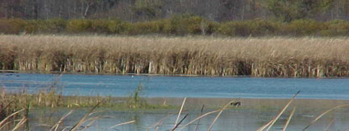 View of the GBWS Sensiba Unit tall grass and wetland.