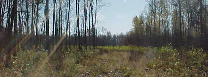 View of GBWS Tibbet Unit grassland and woods. 