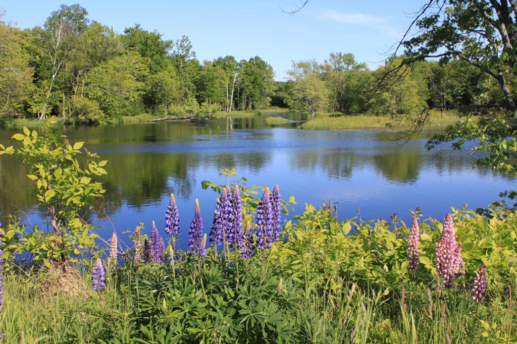 Photograph of purple flowers in a green bush on the shore of a blue lake. Photo is "Lupines of the Montreal” by Glenn Mancel and was submitted for the 2014 Great Waters Photo Contest.