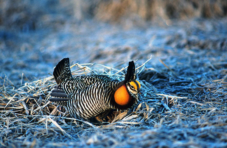 Greater Prairiechicken Booming 