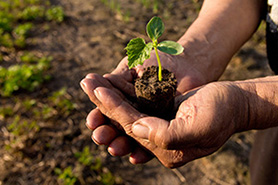 Plant in hand