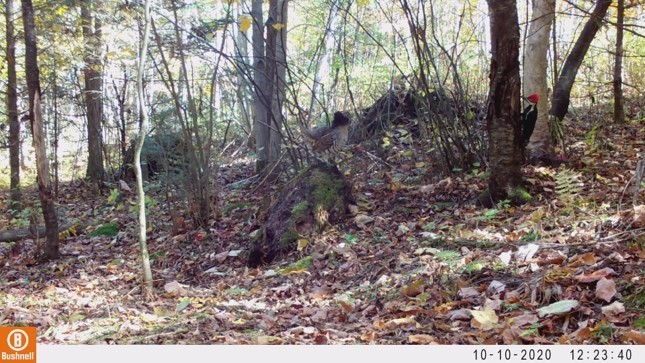 A ruffed grouse argues with a woodpecker over a log.