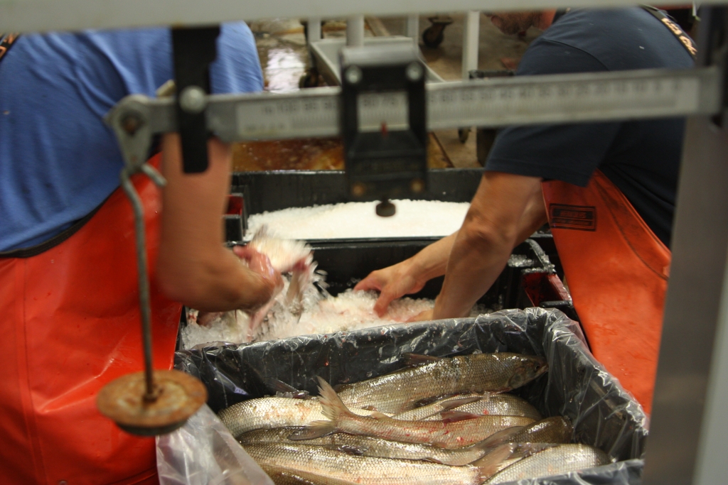 Processing lake whitefish