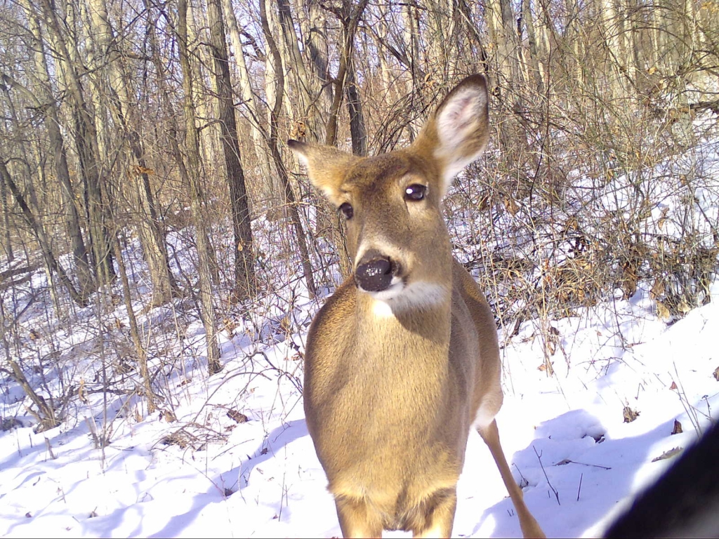 Inquisitive doe looking at the camera 