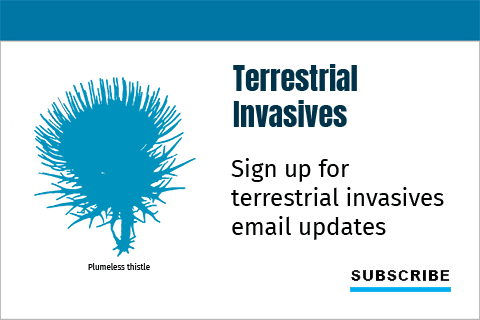 Sign up for terrestrial invasive species email updates.