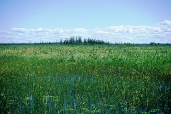 wetland photo