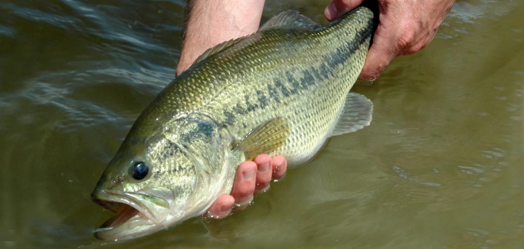 Largemouth bass release