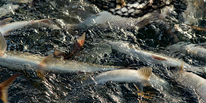 Lake Michigan commercial fishing catch