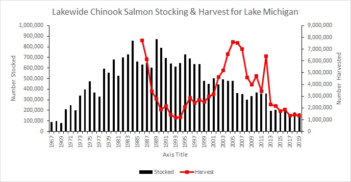 Chinook salmon