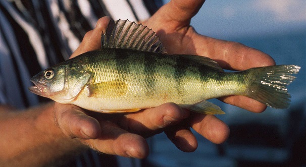 Lake Michigan Yellow Perch