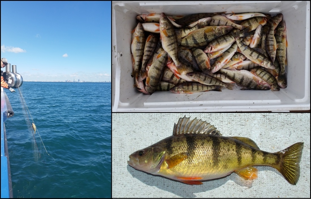 Lake Michigan perch