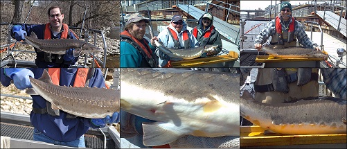 Lake Sturgeon Surveys