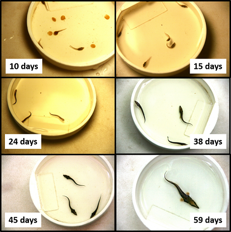 Lake Sturgeon Development