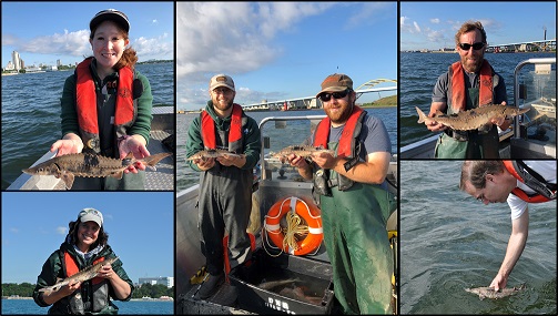 Lake Sturgeon Survey