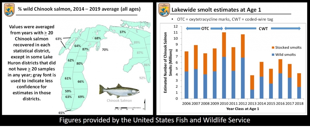 USFWS Chinook Salmon