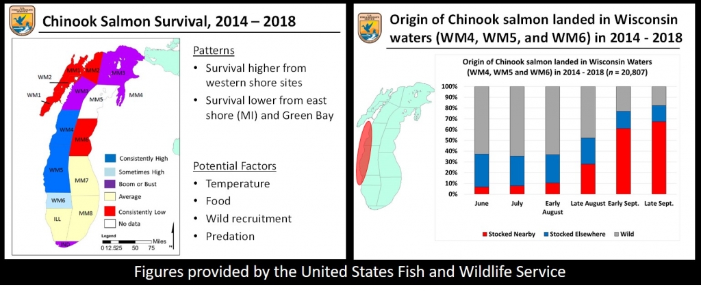 USFWS Chinook Salmon