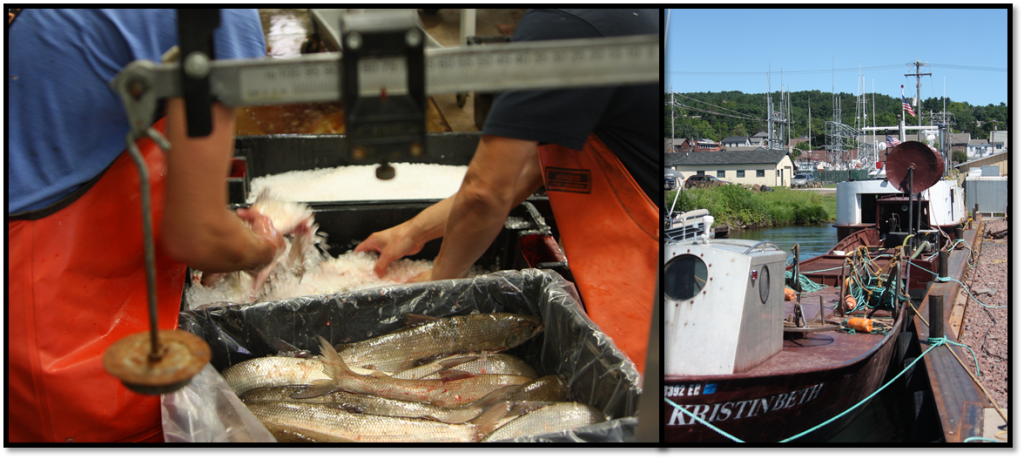 Combined image with 2 pictures showing staff conducting Commercial fishing monitoring at Lake Superior.