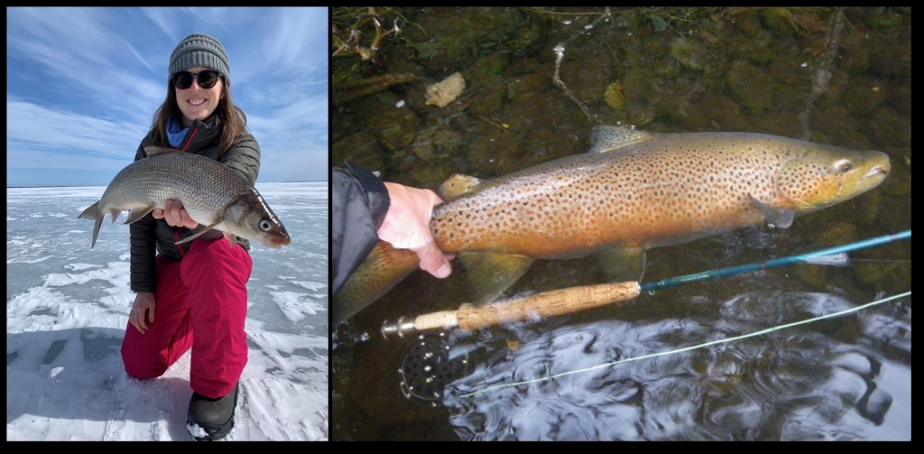 Combined image of 2 pictures showing one staff member conducting assessments for the Lake Superior Sport Harvest.