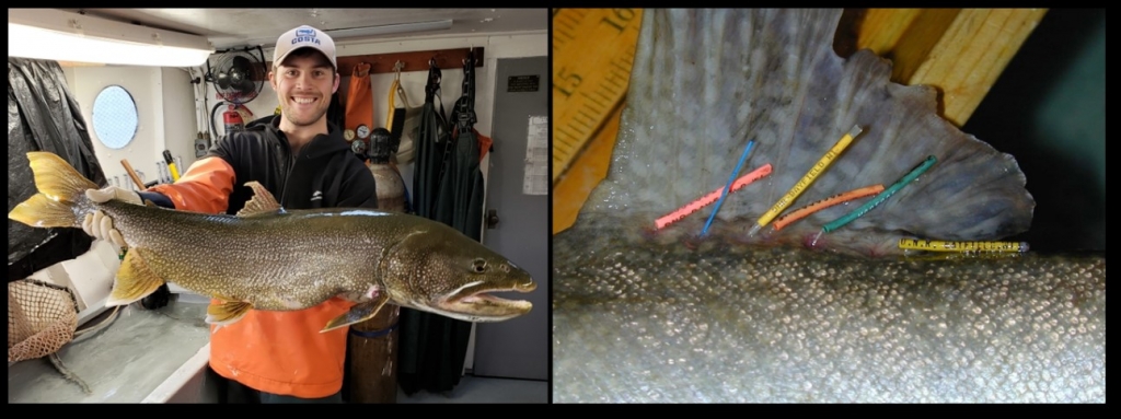 Two pictures combined showing a Hack Noyes staff member and a fish being assessed.