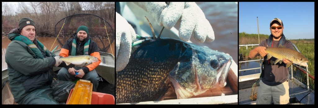 Combined image of 3 pictures showing Fishery staff conducting Near Shore assessments.