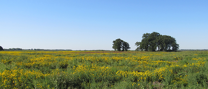 A field of flowers at the Lake Mills Wildlife Area.